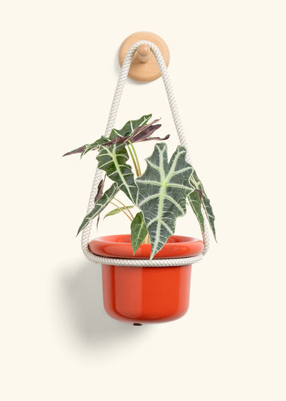 Alocasia 'Polly', Small