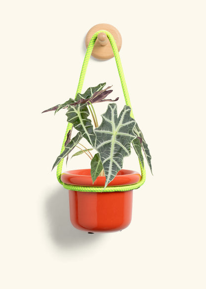 Alocasia 'Polly', Small
