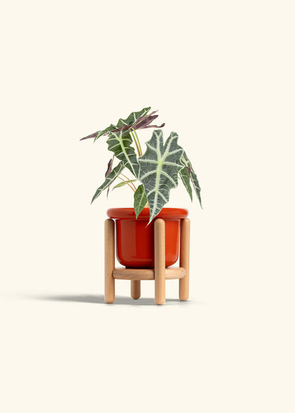 Alocasia Polly in a 4 inches Fat Lip Red Planter in a Beech Wood Stand