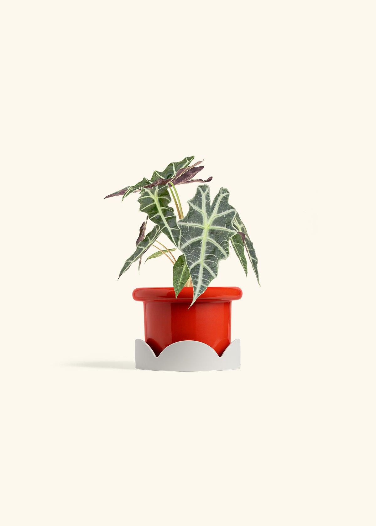 Alocasia Polly in a 4 inches Fat Lip Red Planter in a Oat Petal Drip Tray