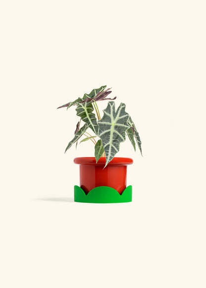 Alocasia Polly in a 4 inches Fat Lip Red Planter in a Shamrock Petal Drip Tray