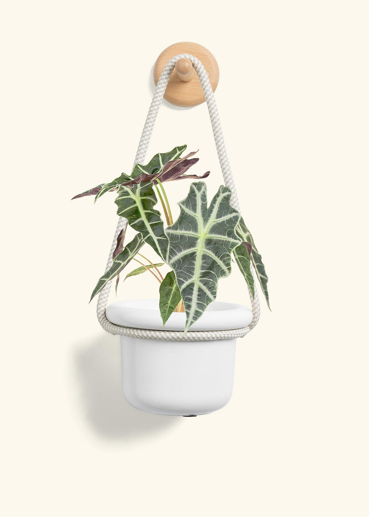 Alocasia 'Polly', Small