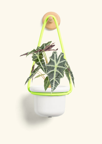 Alocasia 'Polly', Small