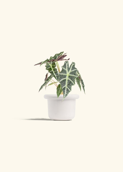 Alocasia Polly in a 4 inches Fat Lip White Planter 