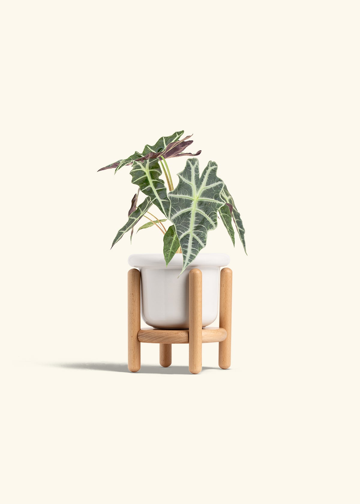 Alocasia Polly in a 4 inches Fat Lip White Planter in a Beech Wood Stand