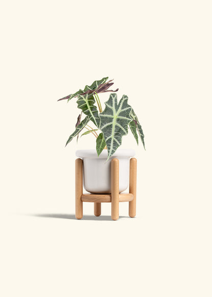 Alocasia Polly in a 4 inches Fat Lip White Planter in a Beech Wood Stand