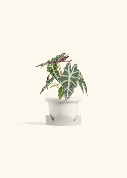 Alocasia Polly in a 4 inches Fat Lip White Planter in a Oat Petal Drip Tray