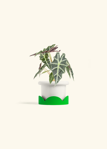Alocasia Polly in a 4 inches Fat Lip White Planter in a Shamrock Petal Drip Tray