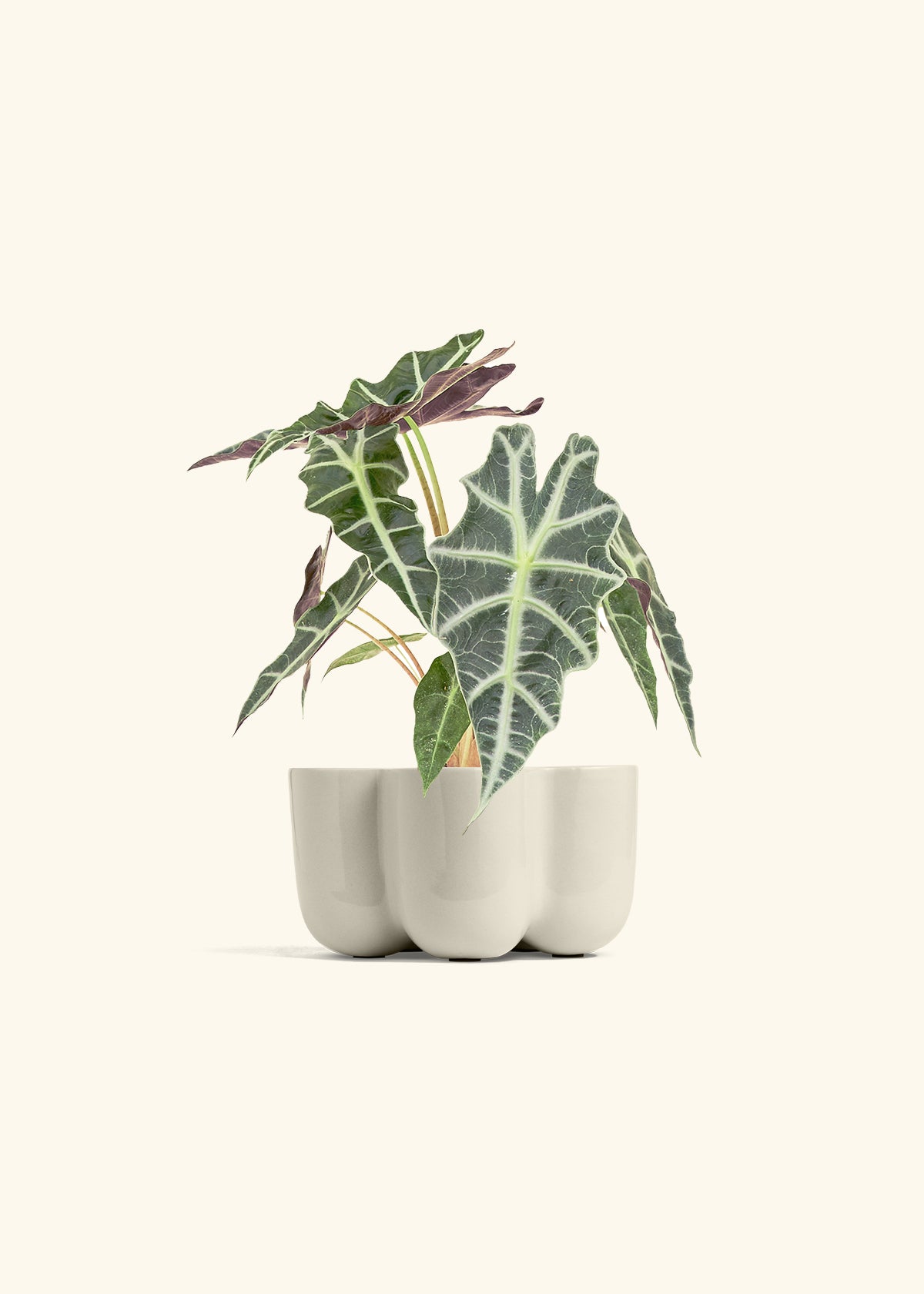Alocasia Polly in a 4 inches in a Oat Petal Planter