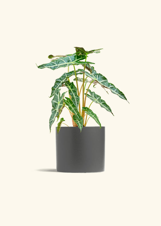 Alocasia Polly in a 6 inches Charcoal Classic Cylinder Planter 