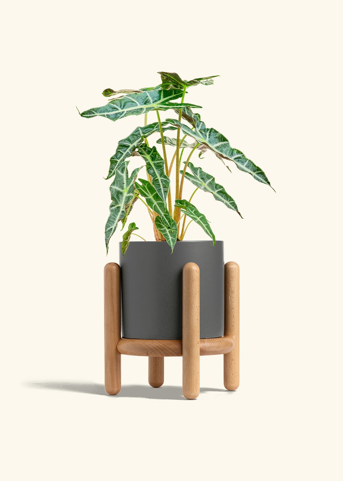 Alocasia Polly in a 6 inches Charcoal Classic Cylinder Planter in a Beech Wood Stand