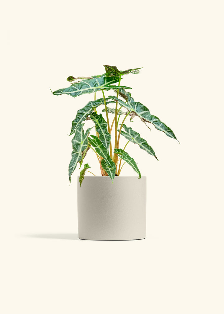 Alocasia Polly in a 6 inches Oat Classic Cylinder Planter 