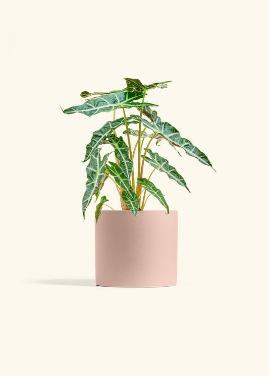 Alocasia Polly in a 6 inches Pink Classic Cylinder Planter 