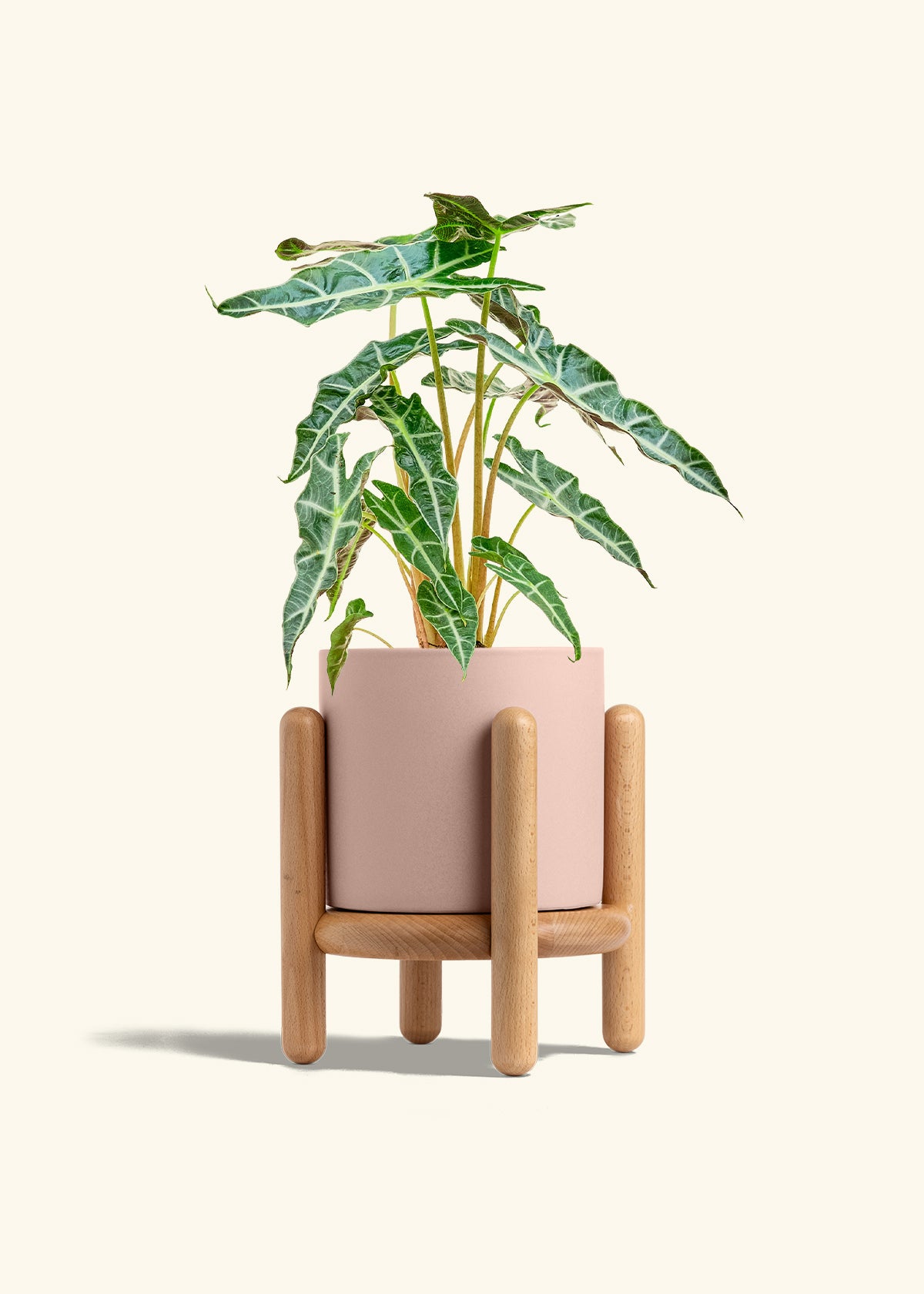 Alocasia Polly in a 6 inches Pink Classic Cylinder Planter in a Oat Petal Drip Tray