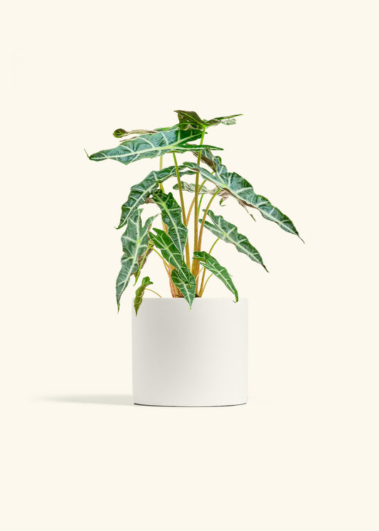 Alocasia Polly in a 6 inches White Classic Cylinder Planter 