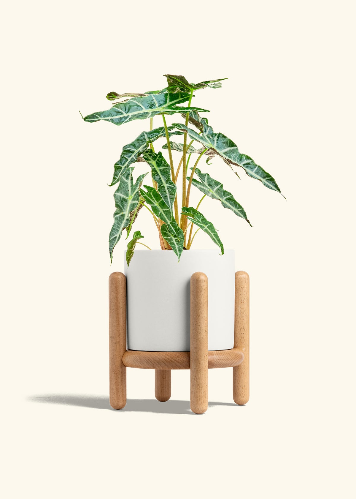 Alocasia Polly in a 6 inches White Classic Cylinder Planter in a Beech Wood Stand