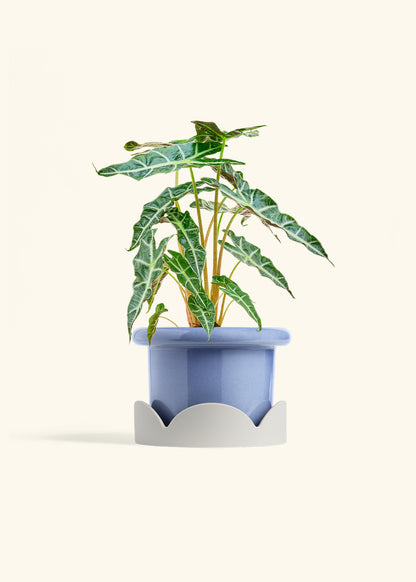 Alocasia Polly in a 6 inches Fat Lip Blue Planter in a Oat Petal Drip Tray