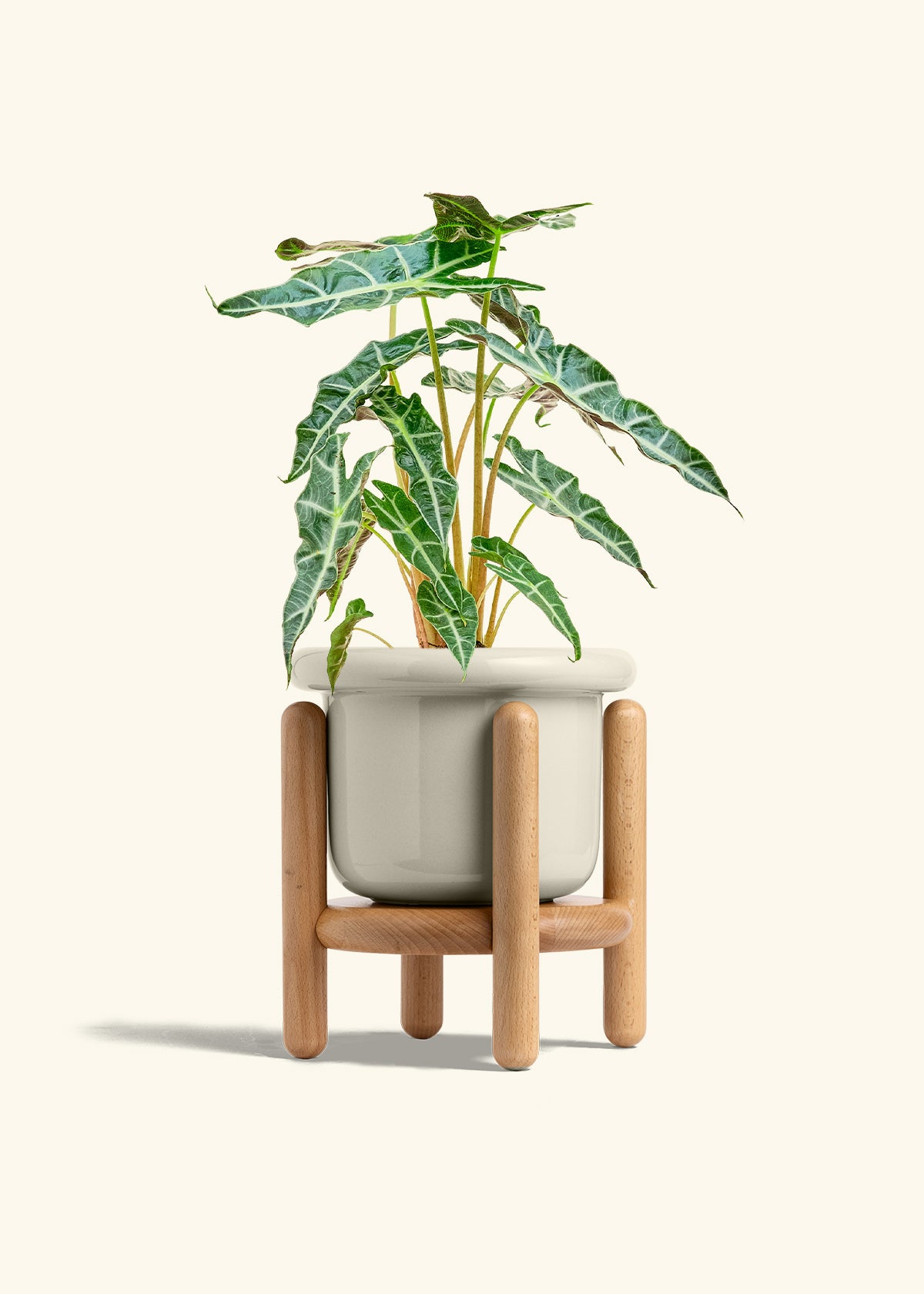 Alocasia Polly in a 6 inches Fat Lip Oat Planter in a Beech Wood Stand