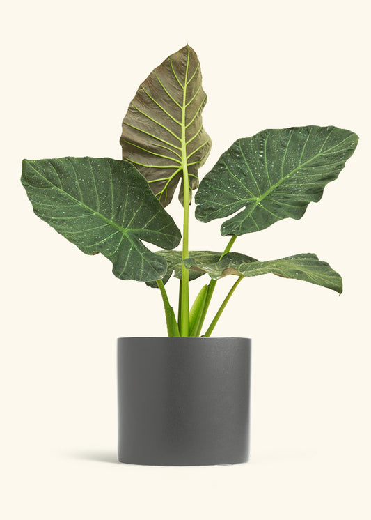 Alocasia Regal Shields in a 10 inches Charcoal Classic Cylinder Planter 