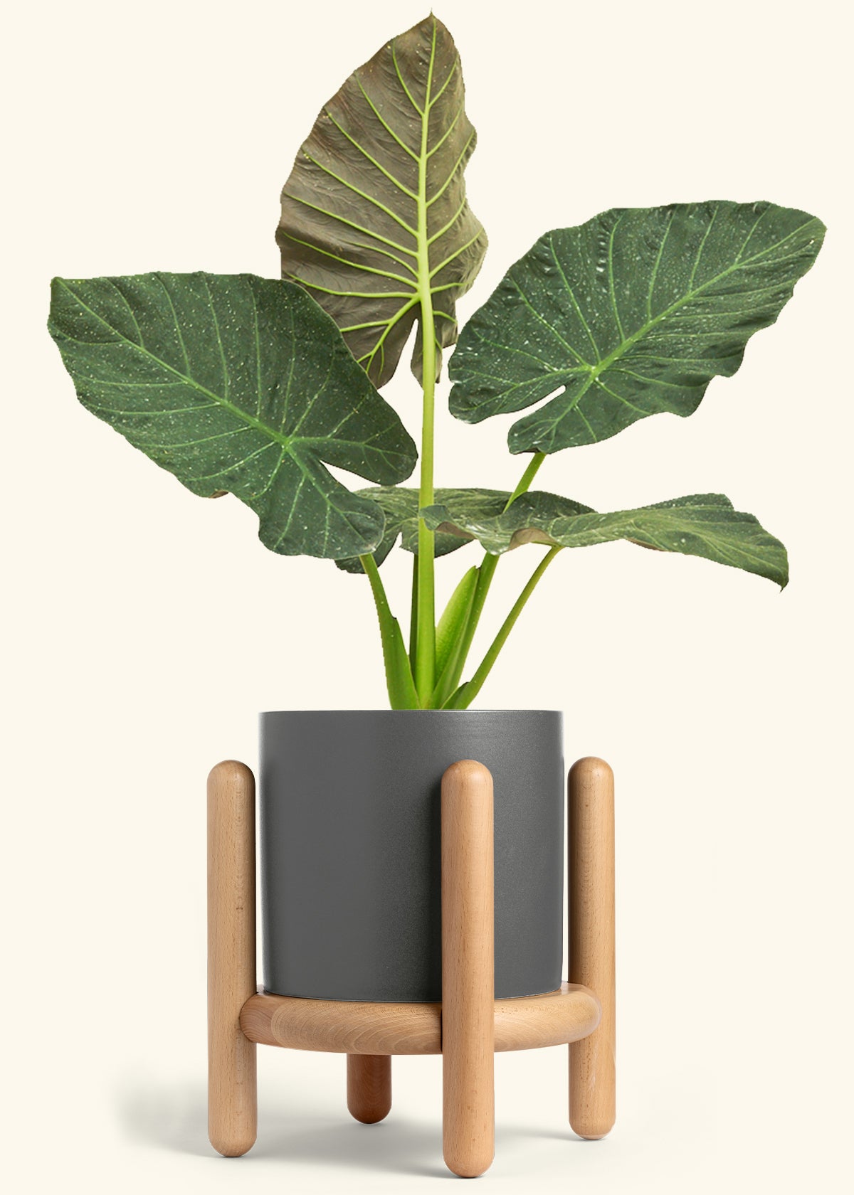 Alocasia Regal Shields in a 10 inches Charcoal Classic Cylinder Planter in a Beech Wood Stand