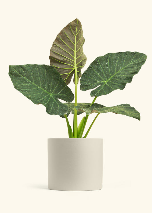 Alocasia Regal Shields in a 10 inches Oat Classic Cylinder Planter 