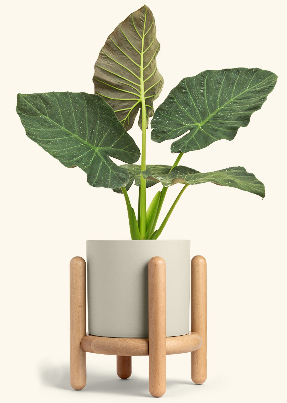 Alocasia Regal Shields in a 10 inches Oat Classic Cylinder Planter in a Beech Wood Stand