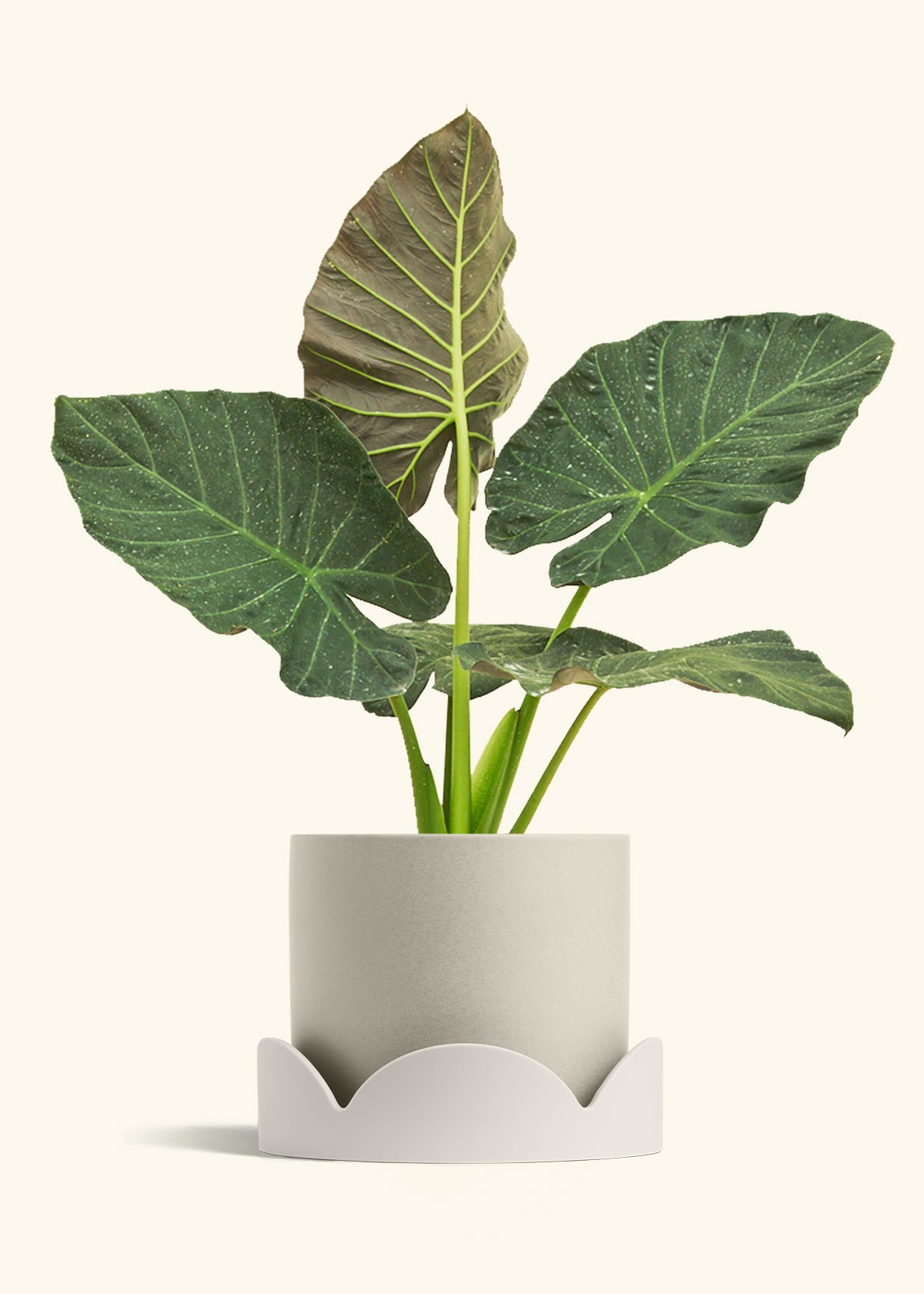 Alocasia Regal Shields in a 10 inches Oat Classic Cylinder Planter in a Oat Petal Drip Tray