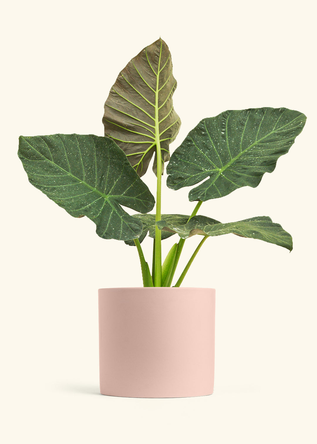 Alocasia Regal Shields in a 10 inches Pink Classic Cylinder Planter 
