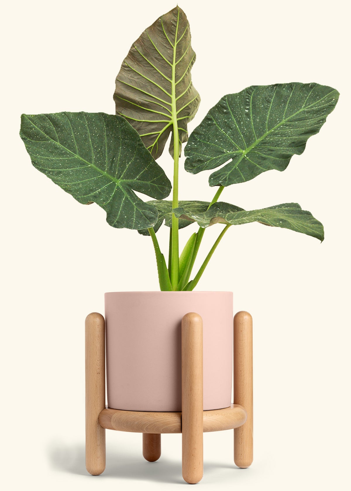 Alocasia Regal Shields in a 10 inches Pink Classic Cylinder Planter in a Beech Wood Stand