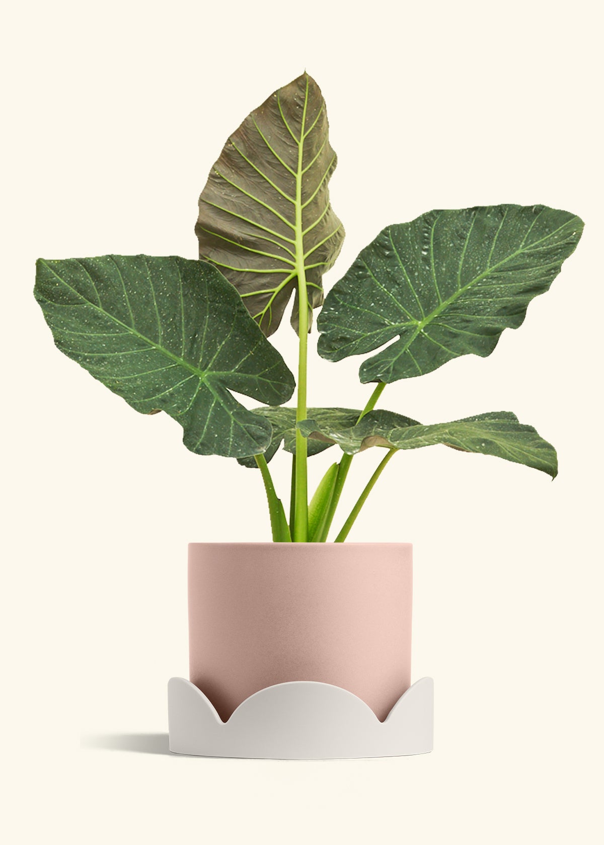 Alocasia Regal Shields in a 10 inches Pink Classic Cylinder Planter in a Oat Petal Drip Tray