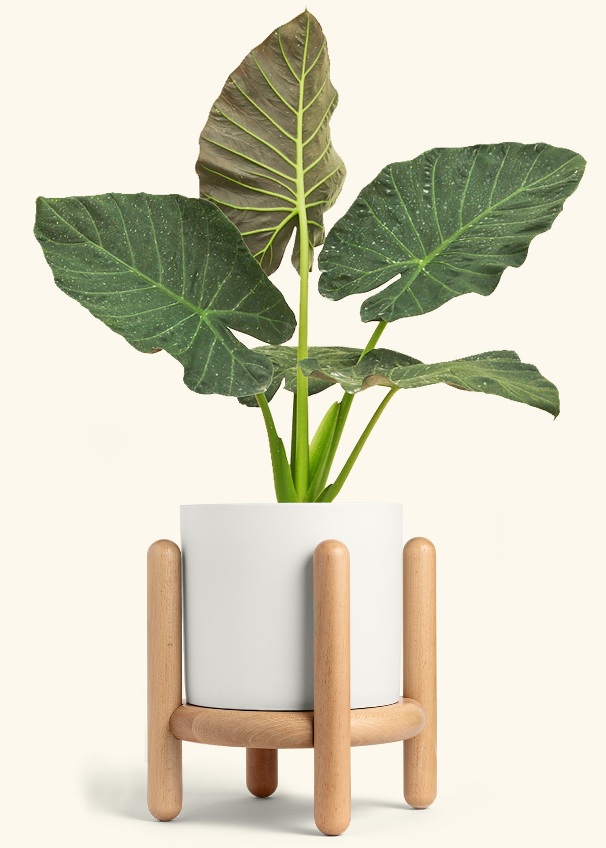 Alocasia Regal Shields in a 10 inches White Classic Cylinder Planter in a Beech Wood Stand