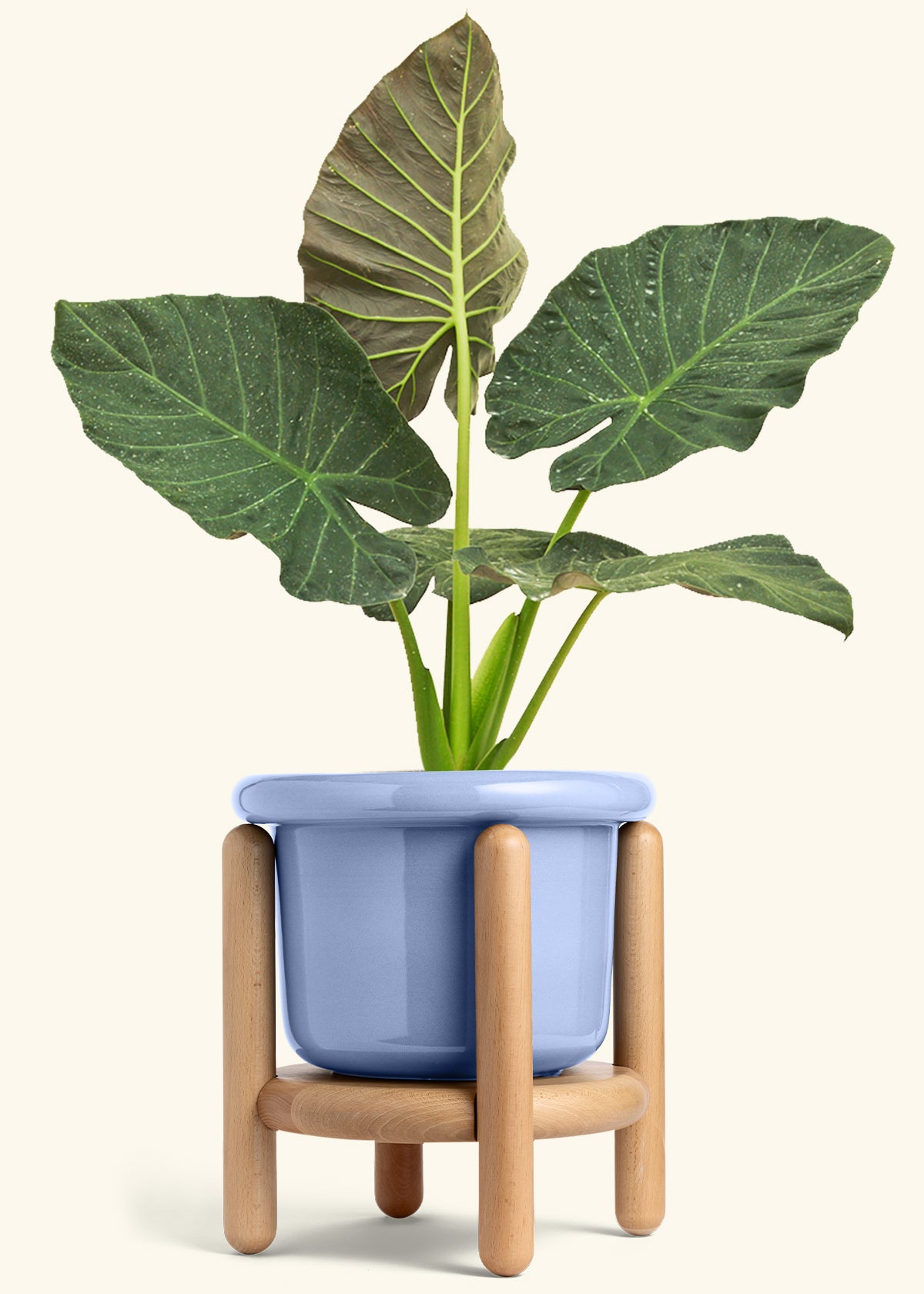 Alocasia Regal Shields in a 10 inches Fat Lip Blue Planter in a Beech Wood Stand