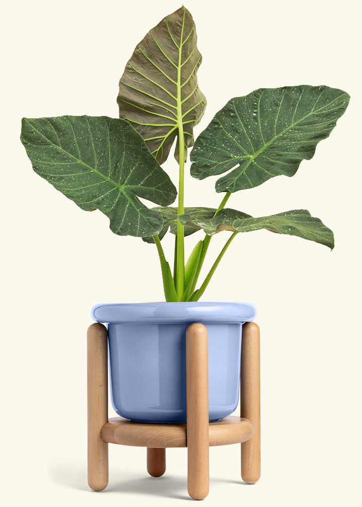 Alocasia Regal Shields in a 10 inches Fat Lip Blue Planter in a Beech Wood Stand