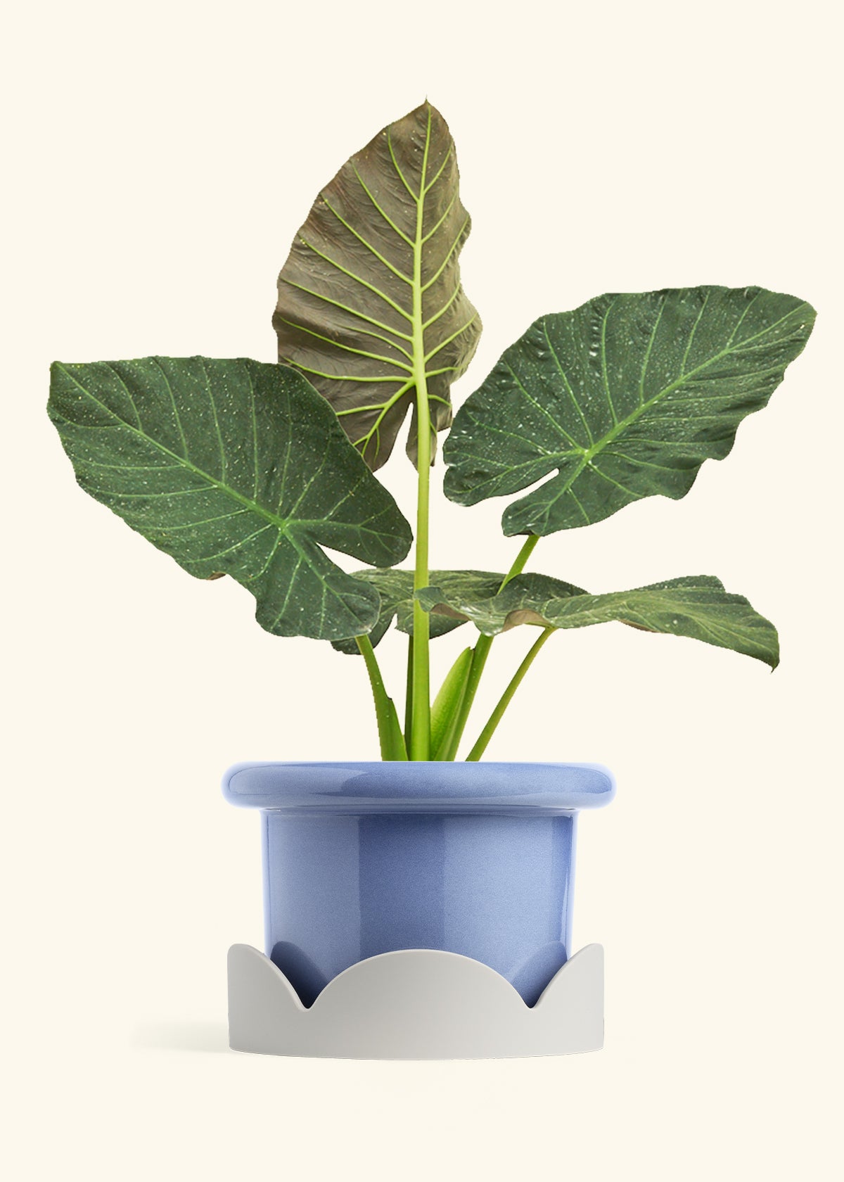 Alocasia Regal Shields in a 10 inches Fat Lip Blue Planter in a Oat Petal Drip Tray