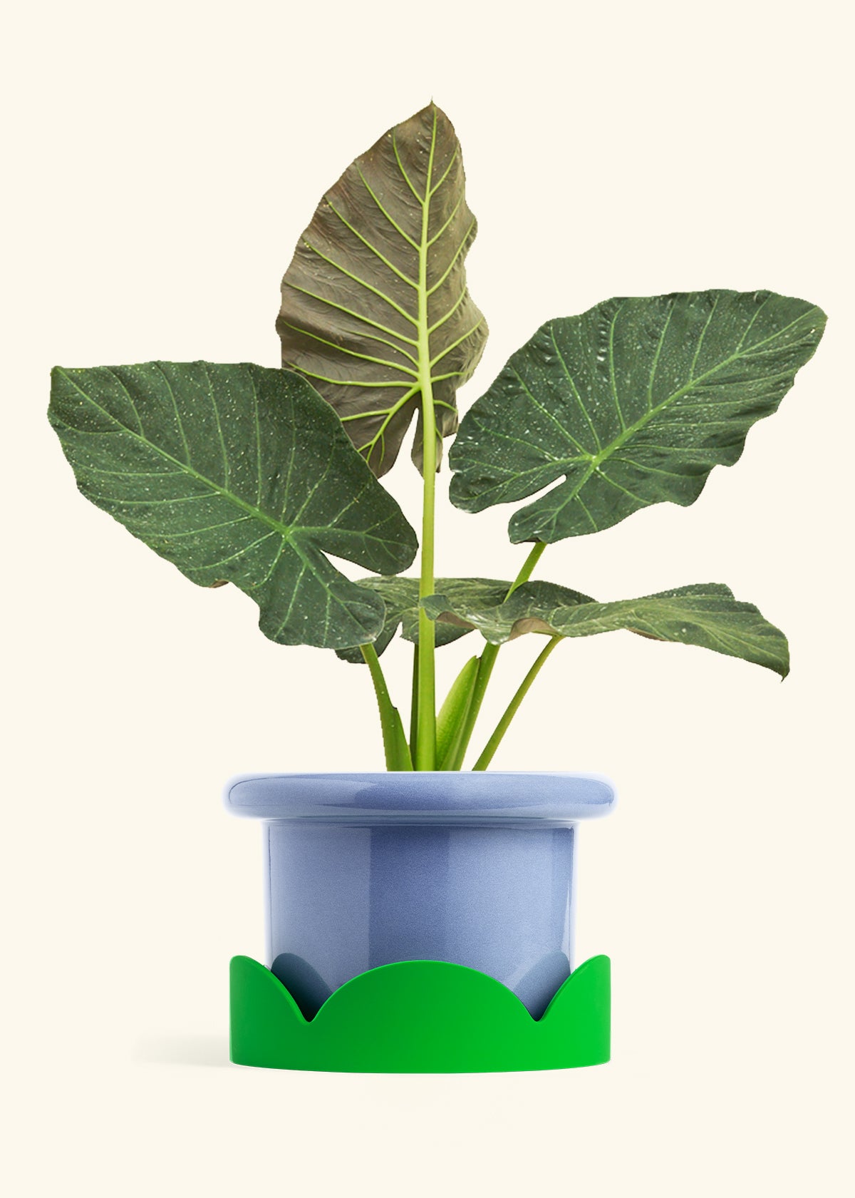 Alocasia Regal Shields in a 10 inches Fat Lip Blue Planter in a Shamrock Petal Drip Tray