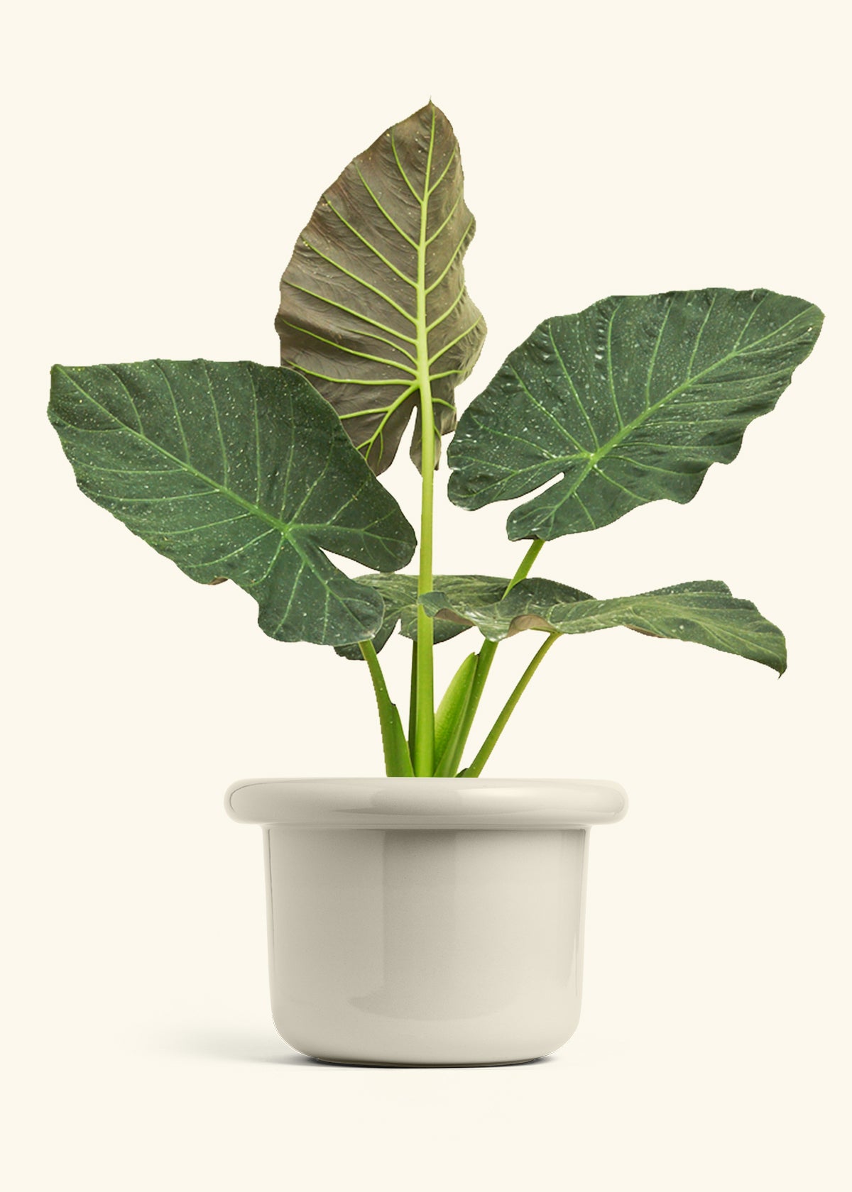 Alocasia Regal Shields in a 10 inches Fat Lip Oat Planter 
