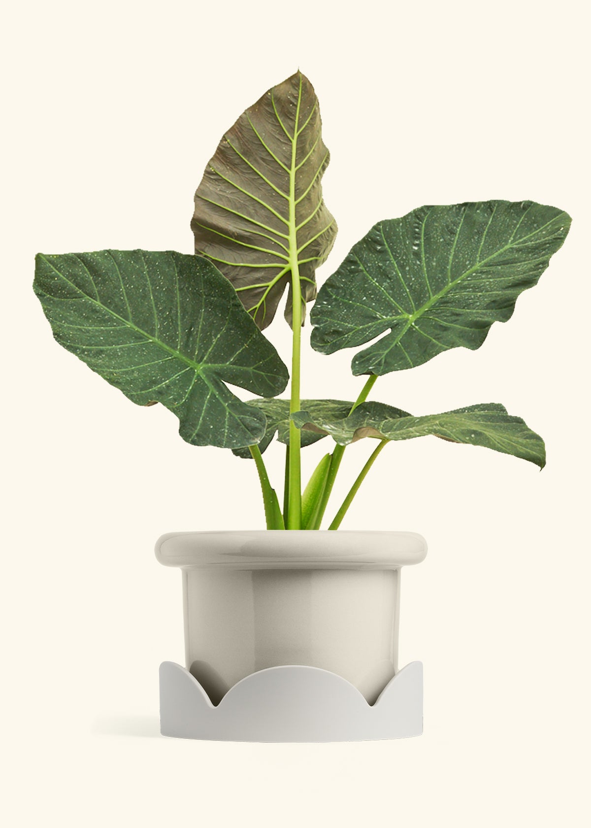 Alocasia Regal Shields in a 10 inches Fat Lip Oat Planter in a Oat Petal Drip Tray