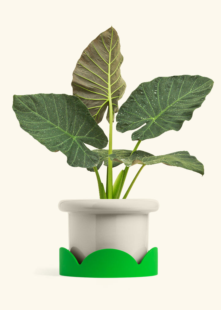 Alocasia Regal Shields in a 10 inches Fat Lip Oat Planter in a Shamrock Petal Drip Tray