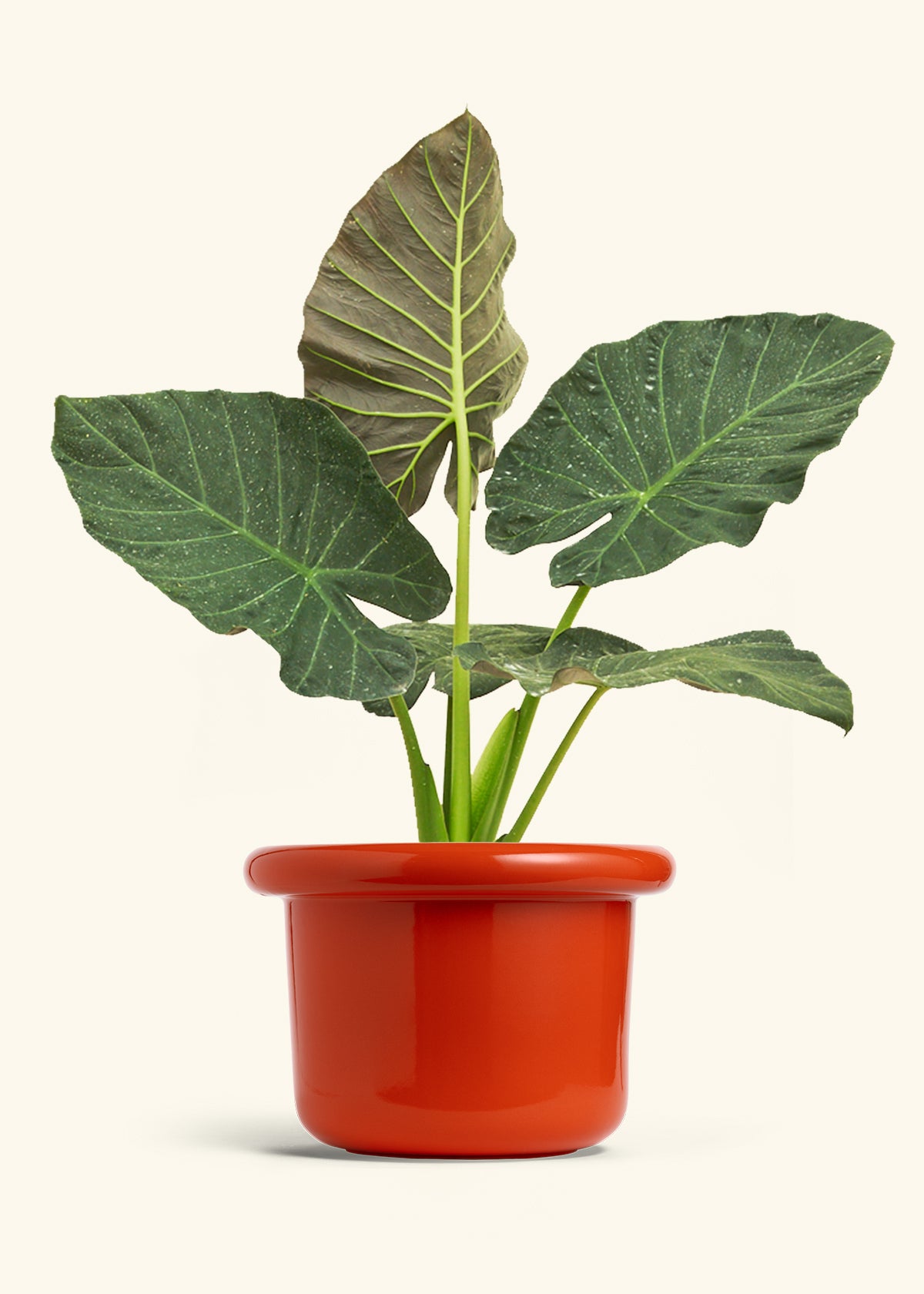 Alocasia Regal Shields in a 10 inches Fat Lip Red Planter 