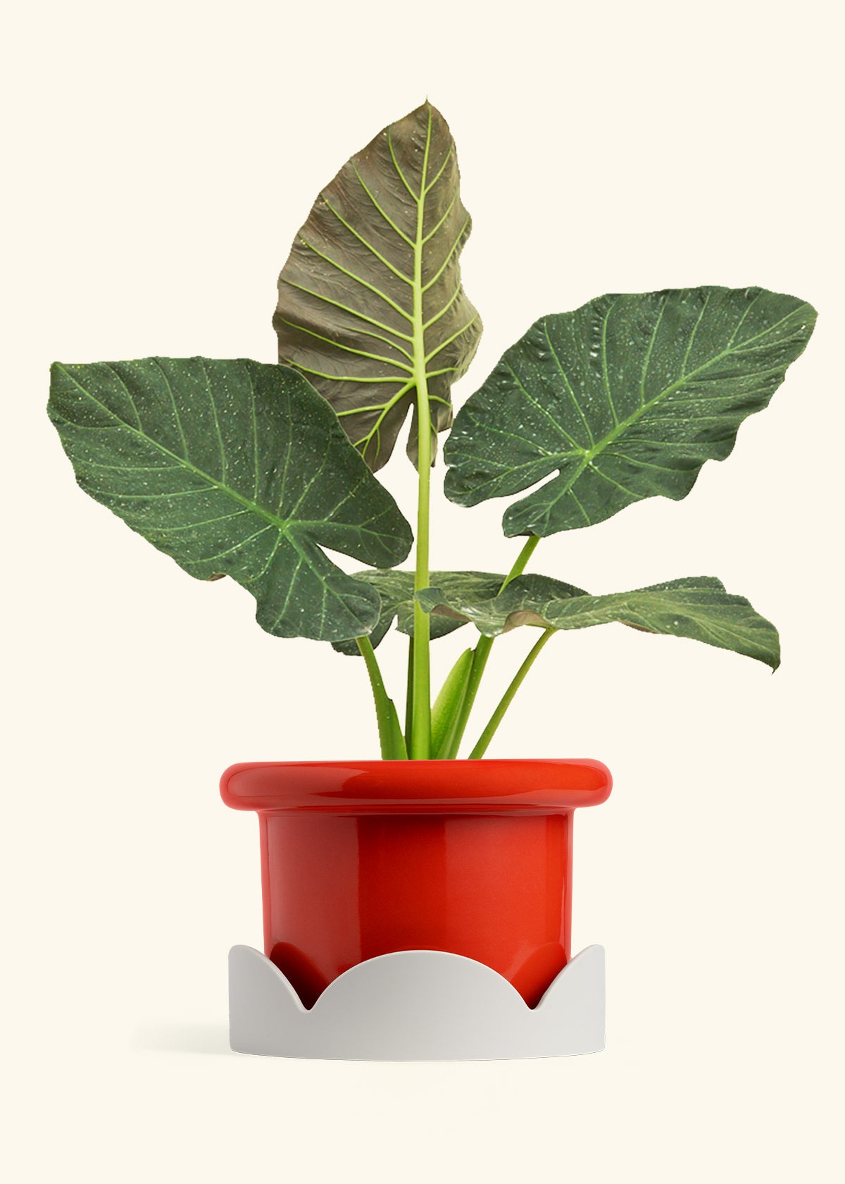 Alocasia Regal Shields in a 10 inches Fat Lip Red Planter in a Oat Petal Drip Tray