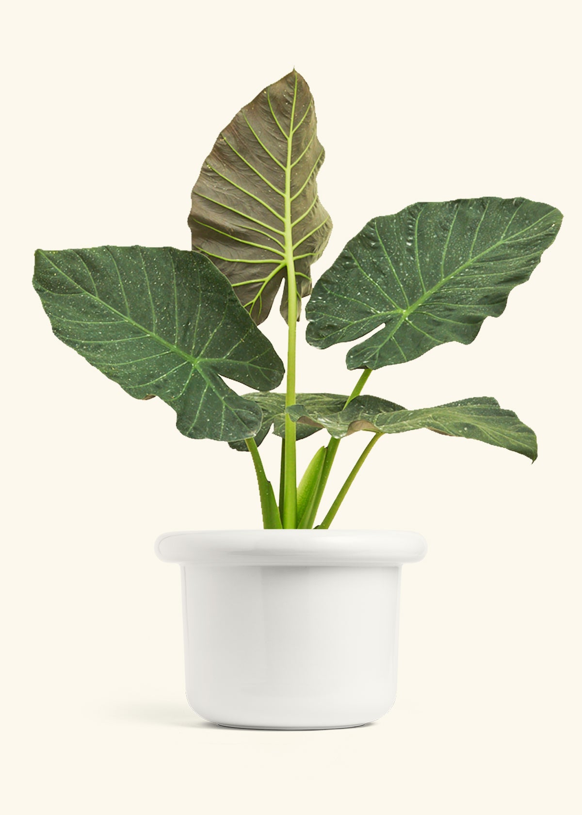 Alocasia Regal Shields in a 10 inches Fat Lip White Planter 