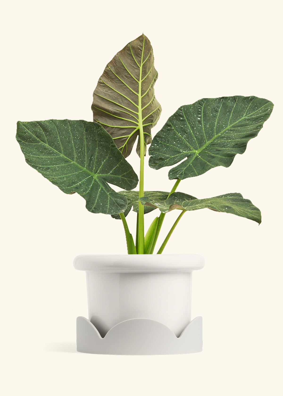 Alocasia Regal Shields in a 10 inches Fat Lip White Planter in a Oat Petal Drip Tray