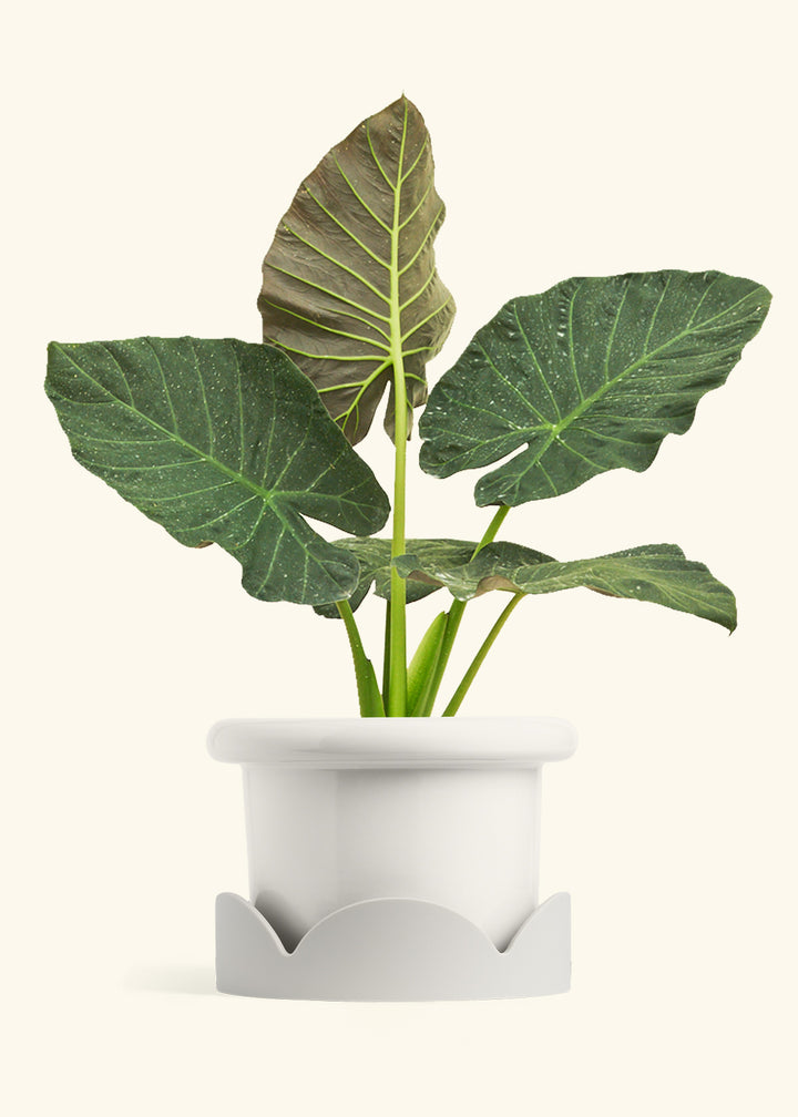 Alocasia Regal Shields in a 10 inches Fat Lip White Planter in a Oat Petal Drip Tray