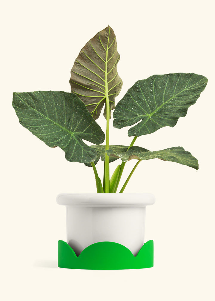 Alocasia Regal Shields in a 10 inches Fat Lip White Planter in a Shamrock Petal Drip Tray