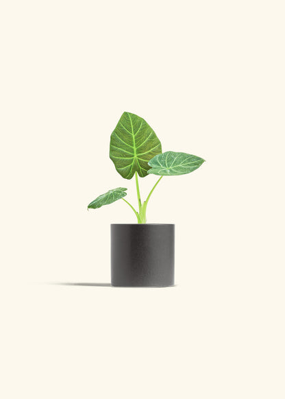 Alocasia Regal Shields in a 4 inches Charcoal Classic Cylinder Planter 