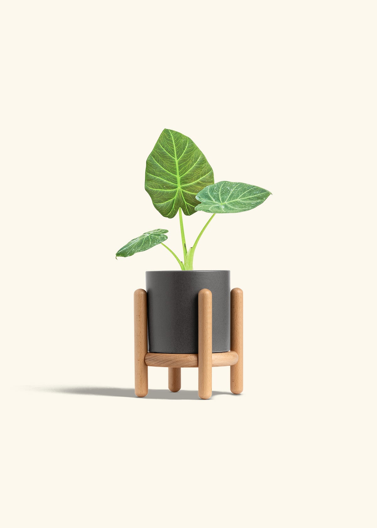 Alocasia Regal Shields in a 4 inches Charcoal Classic Cylinder Planter in a Beech Wood Stand