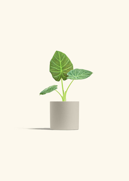 Alocasia Regal Shields in a 4 inches Oat Classic Cylinder Planter 