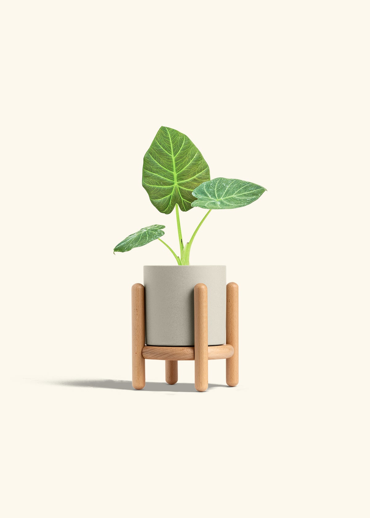 Alocasia Regal Shields in a 4 inches Oat Classic Cylinder Planter in a Beech Wood Stand
