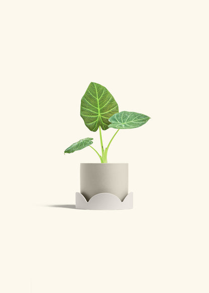 Alocasia Regal Shields in a 4 inches Oat Classic Cylinder Planter in a Oat Petal Drip Tray