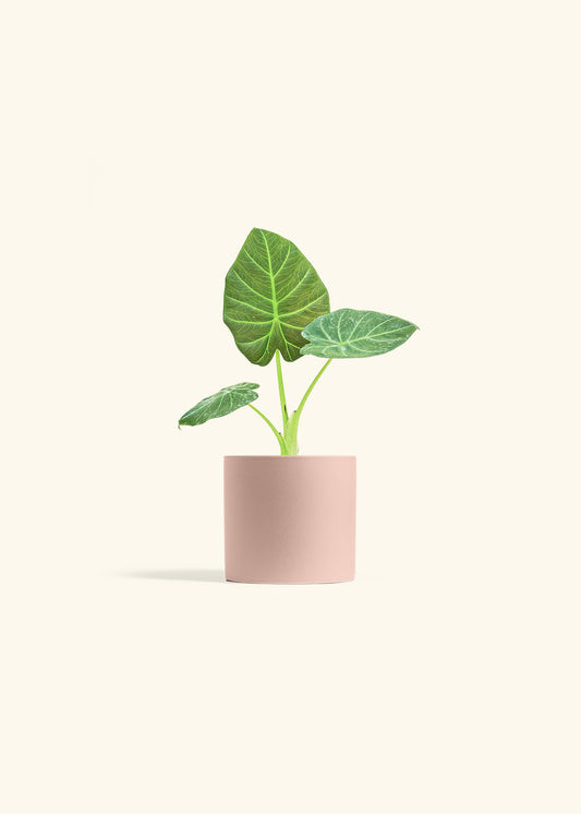 Alocasia Regal Shields in a 4 inches Pink Classic Cylinder Planter 